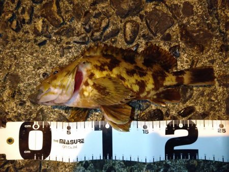 アジングでガシラとセイゴ